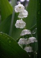 Lily of the valley